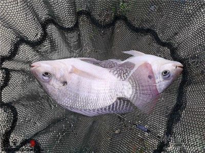 化羅非魚，獨特外觀與特性解析，探尋這一特殊 化羅非魚，獨特外觀與特性解析，探尋這一特殊 元寶鳳凰魚百科 第3張