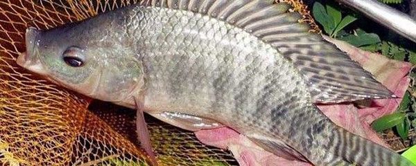 化羅非魚，獨特外觀與特性解析，探尋這一特殊 化羅非魚，獨特外觀與特性解析，探尋這一特殊 元寶鳳凰魚百科 第4張