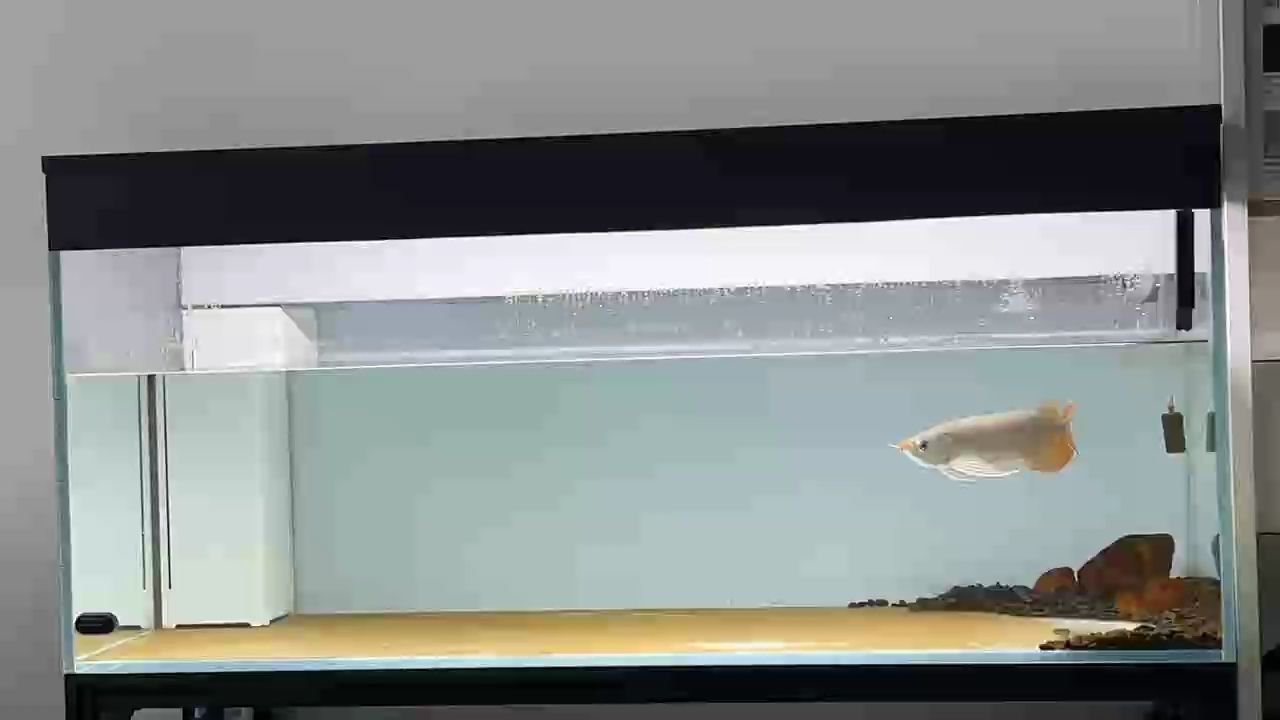 噴點菠蘿魚繁殖期如何飼養？，噴點菠蘿魚在繁殖期需特別關注水質、配對穩定性及親魚行為管理 噴點菠蘿魚繁殖期如何飼養？，噴點菠蘿魚在繁殖期需特別關注水質、配對穩定性及親魚行為管理 龍魚百科 第2張