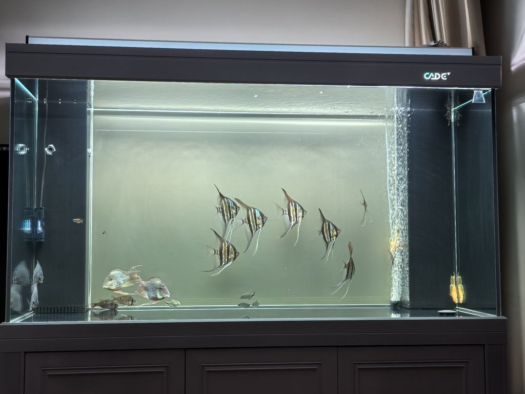 魚終至裸缸，探尋簡約背后的 魚終至裸缸，探尋簡約背后的 龍魚論壇