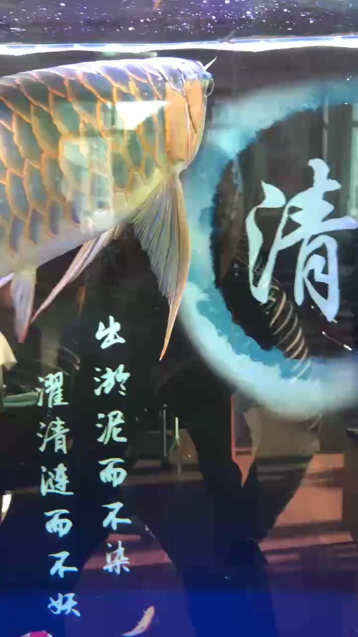 主題]深度剖析，多維度解讀與探索，揭示背后奧秘與關鍵要點 主題]深度剖析，多維度解讀與探索，揭示背后奧秘與關鍵要點 龍魚論壇