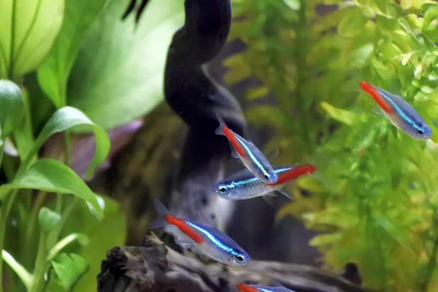 二手魚缸及舊貨市場位置大揭秘，地址詳情一網 二手魚缸及舊貨市場位置大揭秘，地址詳情一網 伊罕水族
