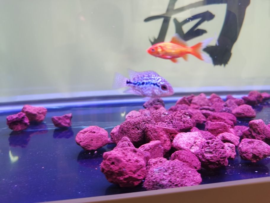 噴點菠蘿魚繁殖期如何飼養？，噴點菠蘿魚在繁殖期需特別關注水質、配對穩定性及親魚行為管理 噴點菠蘿魚繁殖期如何飼養？，噴點菠蘿魚在繁殖期需特別關注水質、配對穩定性及親魚行為管理 龍魚百科 第1張