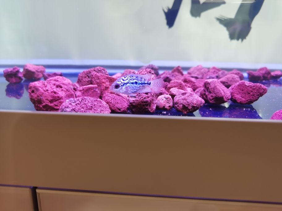 子新入，潛力待估，年前剁手購苗求 子新入，潛力待估，年前剁手購苗求 龍魚論壇 第4張