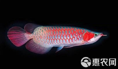 藍底過背金龍魚，價格解析與實用飼養技巧 藍底過背金龍魚，價格解析與實用飼養技巧 金龍魚百科 第3張