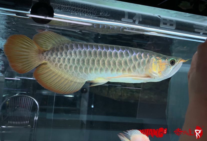 元素經(jīng)典紅龍,獨特魅力彰顯,品質(zhì)非凡 赤元素 第3張 元素經(jīng)典紅龍,獨特魅力彰顯,品質(zhì)非凡 元素經(jīng)典紅龍,獨特魅力彰顯,品質(zhì)非凡 赤元素 第3張