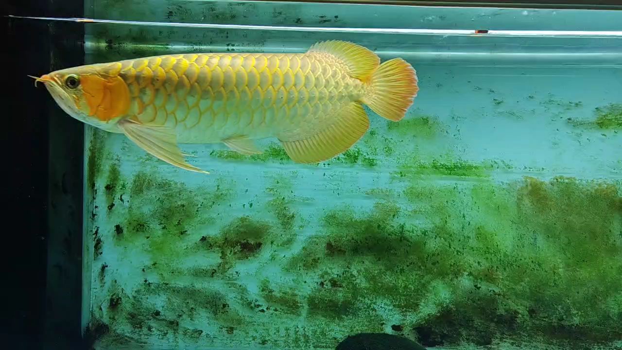 舊迎新，洗魚缸換新水，開啟新年