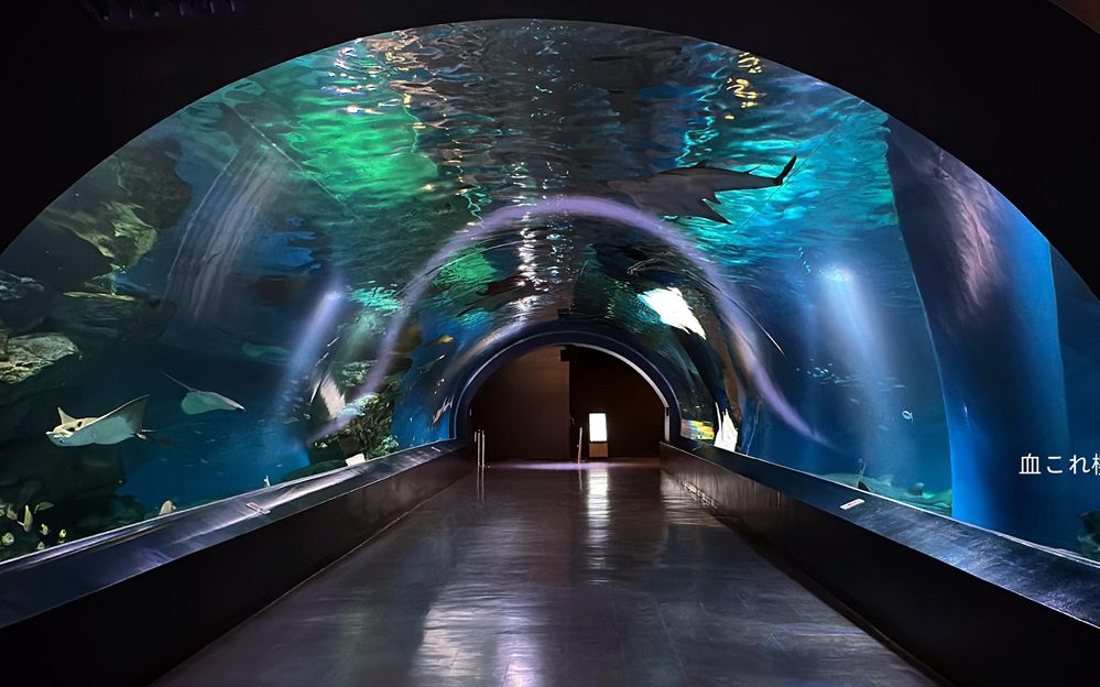 水族館飯店影評，奇幻美食之旅，劇情與 水族館飯店影評，奇幻美食之旅，劇情與 水族館百科（水族館加盟） 第3張