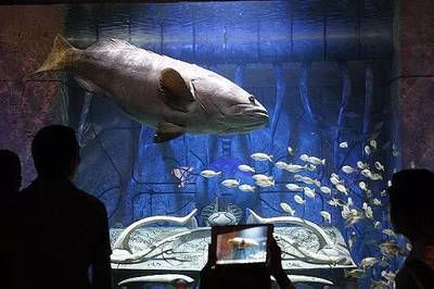 水族館飯店影評，奇幻美食之旅，劇情與 水族館飯店影評，奇幻美食之旅，劇情與 水族館百科（水族館加盟） 第4張