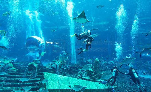 水族館飯店影評，奇幻美食之旅，劇情與 水族館飯店影評，奇幻美食之旅，劇情與 水族館百科（水族館加盟） 第5張