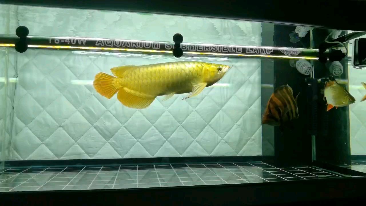 打卡，記錄生活點滴，見證自我成長與蛻變的奇妙旅程 打卡，記錄生活點滴，見證自我成長與蛻變的奇妙旅程 龍魚論壇