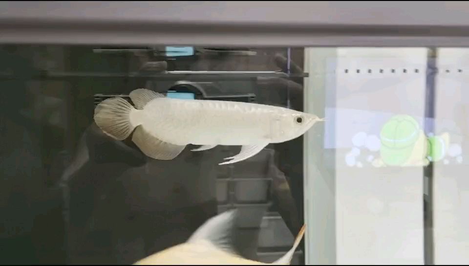龍魚干蝦有營養嗎 你還未提供具體內容,我先為你生成一個示例長標題(你可以后續補充內容讓我再進行調整), 龍魚論壇 你還未提供具體內容,我先為你生成一個示例長標題(你可以后續補充內容讓我再進行調整), 你還未提供具體內容,我先為你生成一個示例長標題(你可以后續補充內容讓我再進行調整), 龍魚論壇