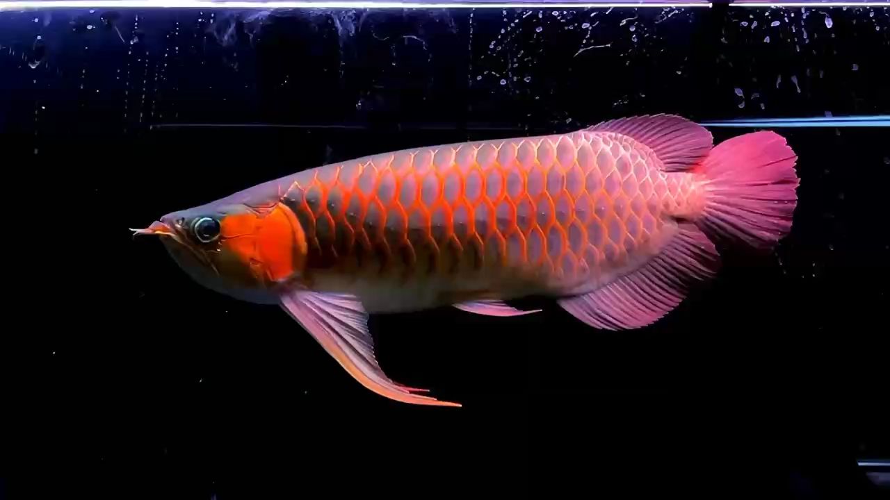 個關注，分享龍魚生活點滴，共探水族世界奇妙