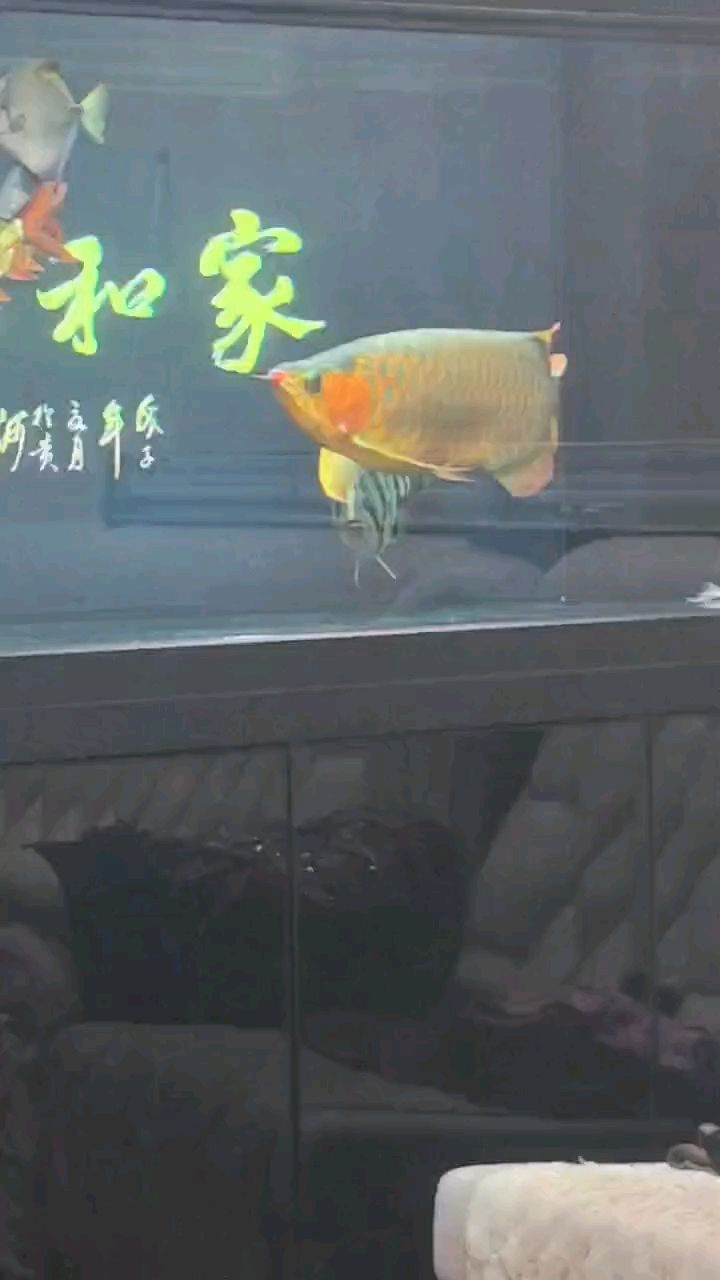 魚缸過濾器選購指南:自制魚缸過濾器魚缸上置過濾器對于養(yǎng)魚愛好者的必備知識 魚實乃賴皮之輩,緊跟龍魚竟也欺負 龍魚論壇 魚實乃賴皮之輩,緊跟龍魚竟也欺負 魚實乃賴皮之輩,緊跟龍魚竟也欺負 龍魚論壇