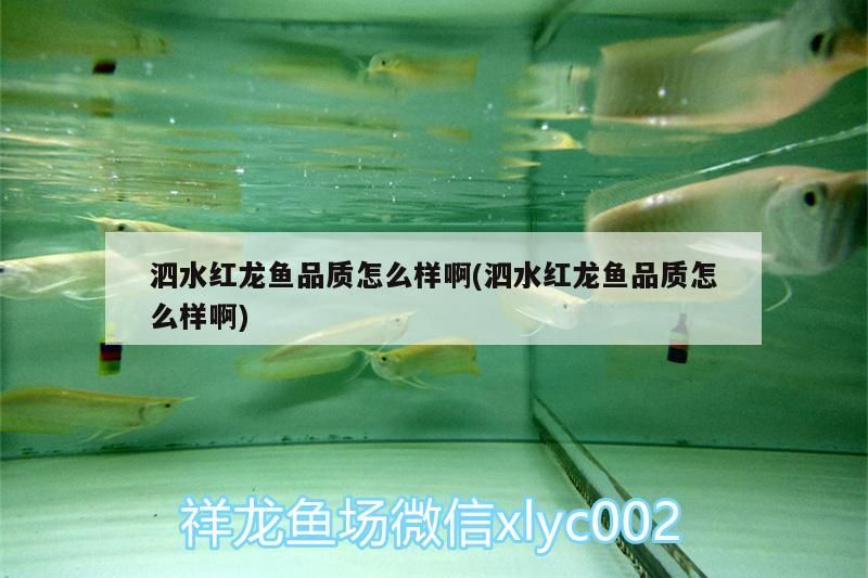 水紅龍魚品質(zhì)探秘，究竟如何，值不值得入手