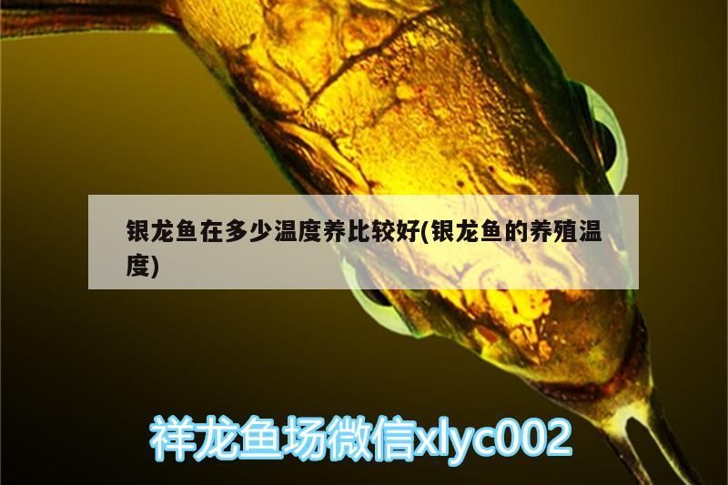 龍魚養殖溫度多少合適？ 龍魚養殖溫度多少合適？ 銀龍魚百科