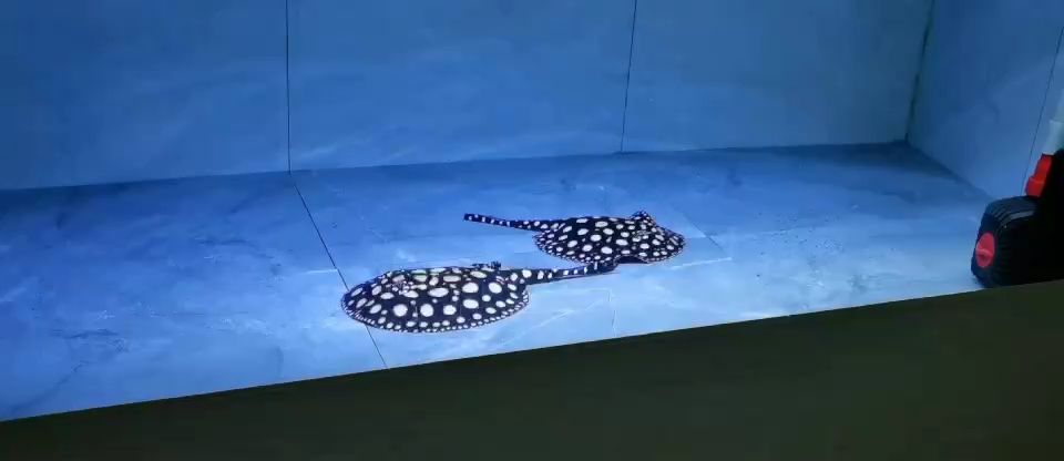 哈哈，探尋背后神秘且多元的 哈哈，探尋背后神秘且多元的 龍魚論壇