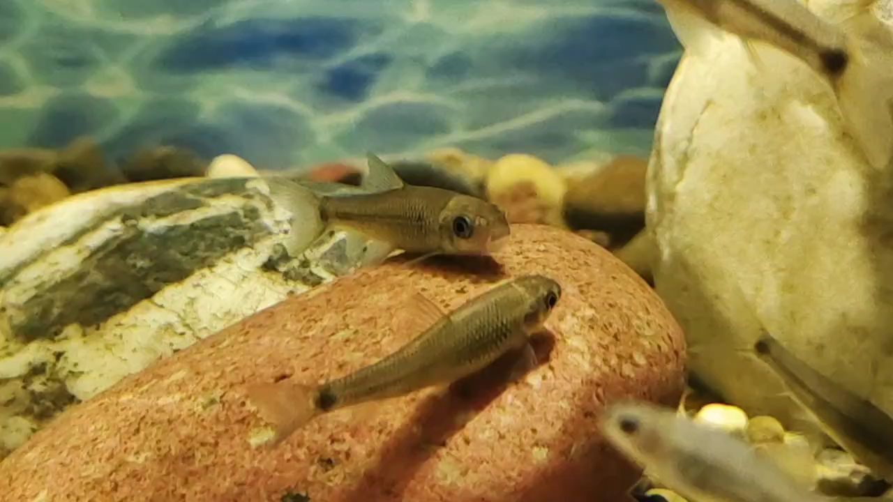 周四魚快，探秘每周四的魚類美食與文化之旅