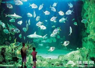 自制水族館,從材料準備到布置養護的詳細攻略 水族館百科(水族館加盟) 第1張 自制水族館,從材料準備到布置養護的詳細攻略 自制水族館,從材料準備到布置養護的詳細攻略 水族館百科(水族館加盟) 第1張