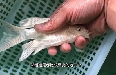 鯉普身與球體誰更優？ 鯉普身與球體誰更優？ 蝴蝶鯉百科 第2張