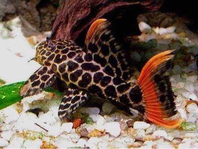 紅龍魚多大發色最佳？