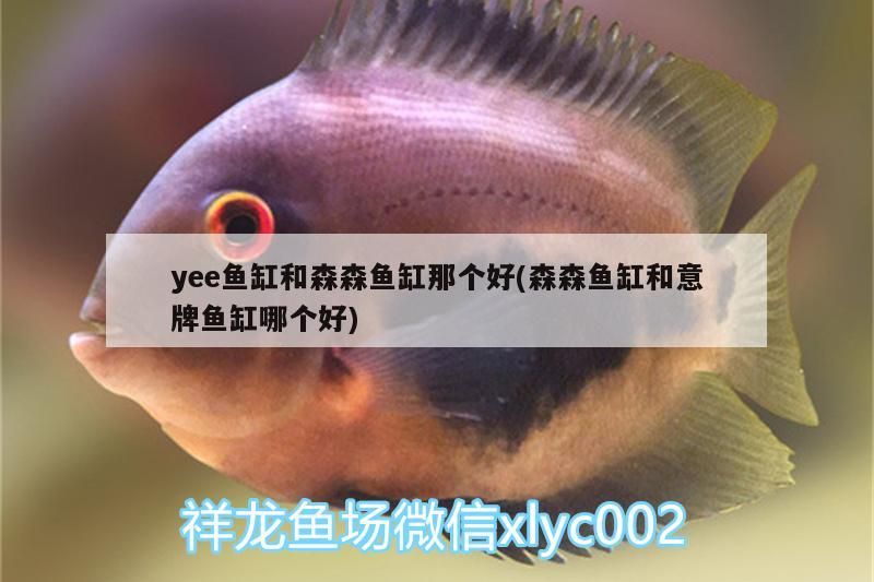 森、意牌與yee魚(yú)缸對(duì)比，究竟哪個(gè)品牌魚(yú)缸
