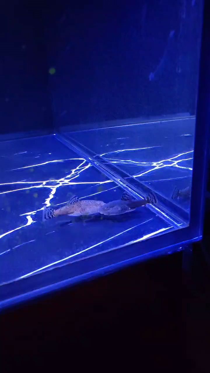 秘原生魚，生態守護下的自然瑰