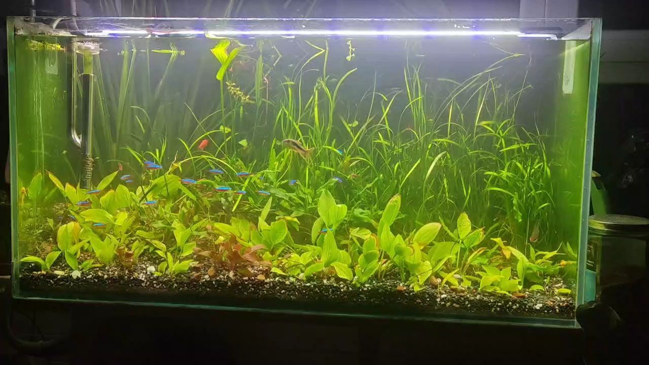 半年未收拾魚缸，水渾藻盛，魚兒的小 半年未收拾魚缸，水渾藻盛，魚兒的小 龍魚論壇