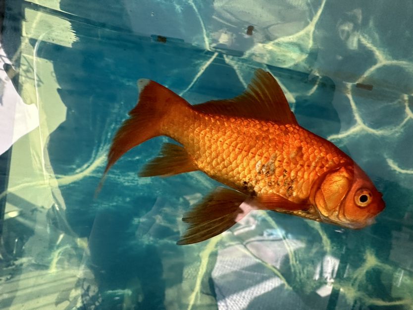 的三條魚生病急求高手支招，養魚新手在線