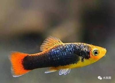 魚常見種類大盤點，根據搜索結果整理出的熱門觀賞魚