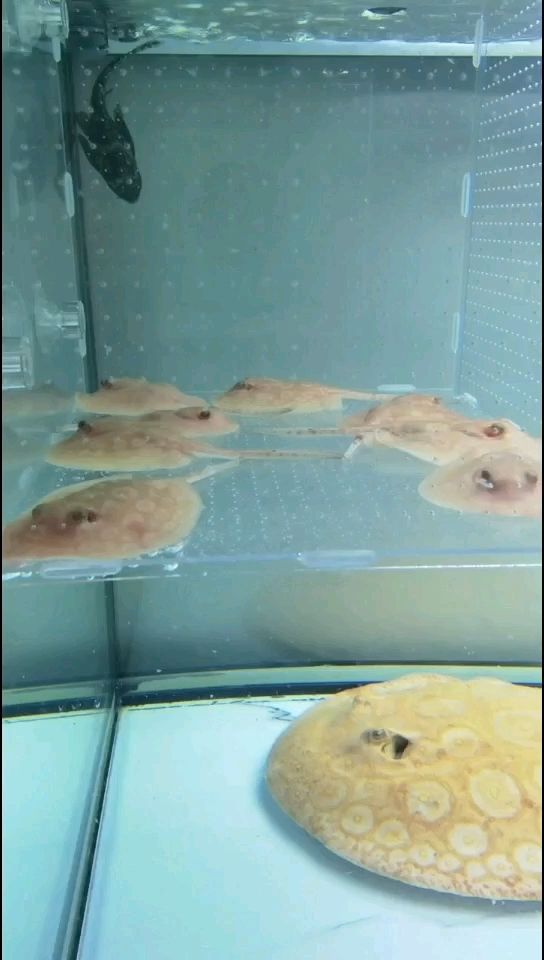 優雅的白子魟魚，水族箱中的夢幻精靈與