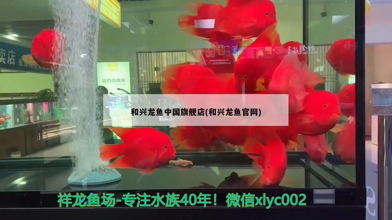 和興龍魚中國旗艦店，官網直擊，品質龍魚