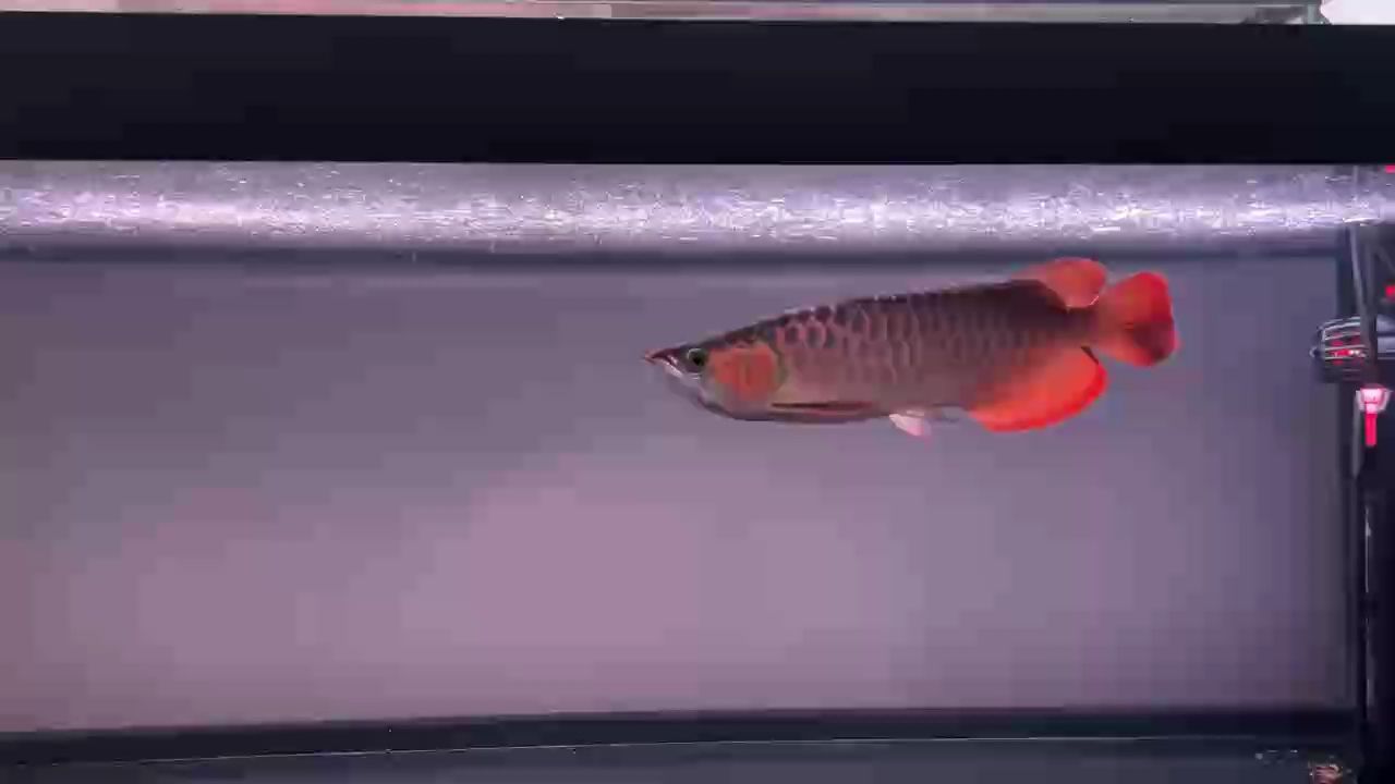 年有魚，寓意吉祥的豐收盛景與美好期許 年有魚，寓意吉祥的豐收盛景與美好期許 龍魚論壇 第1張