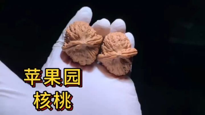 園里的核桃，獨(dú)特生長環(huán)境孕育別