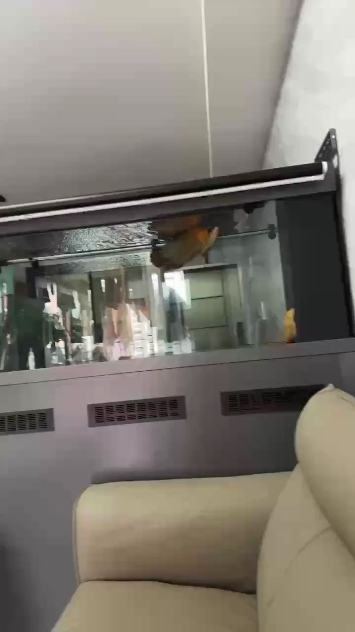 龍現危機，急尋解決之道，各方力量速集結應對！