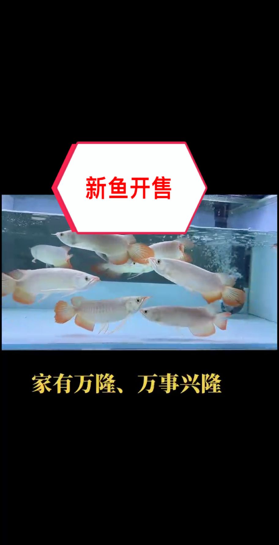 嘴小紅龍混養(yǎng)優(yōu)勢(shì)顯著，新魚(yú)已定水，高端玩家混養(yǎng)首選！