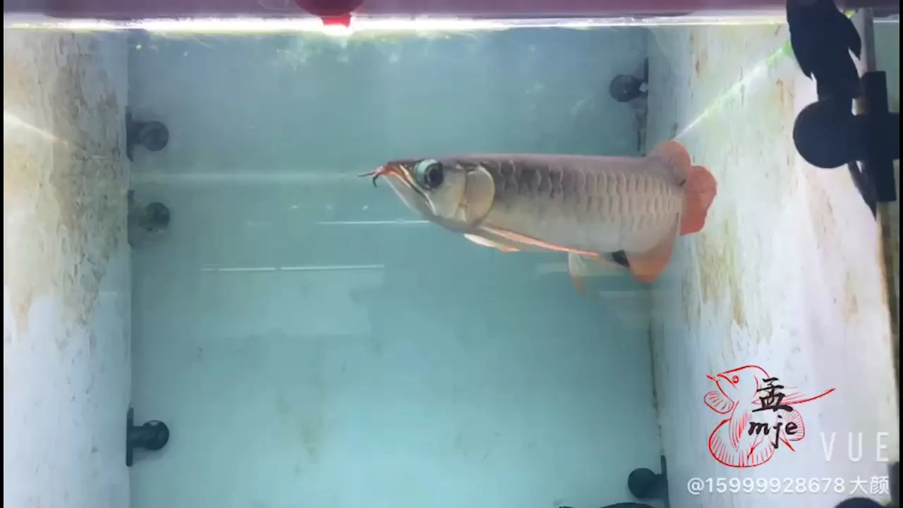 島觀賞魚市場孟吉爾，小孟炮彈