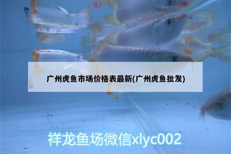 廣州虎魚市場價格表最新(廣州虎魚批發)