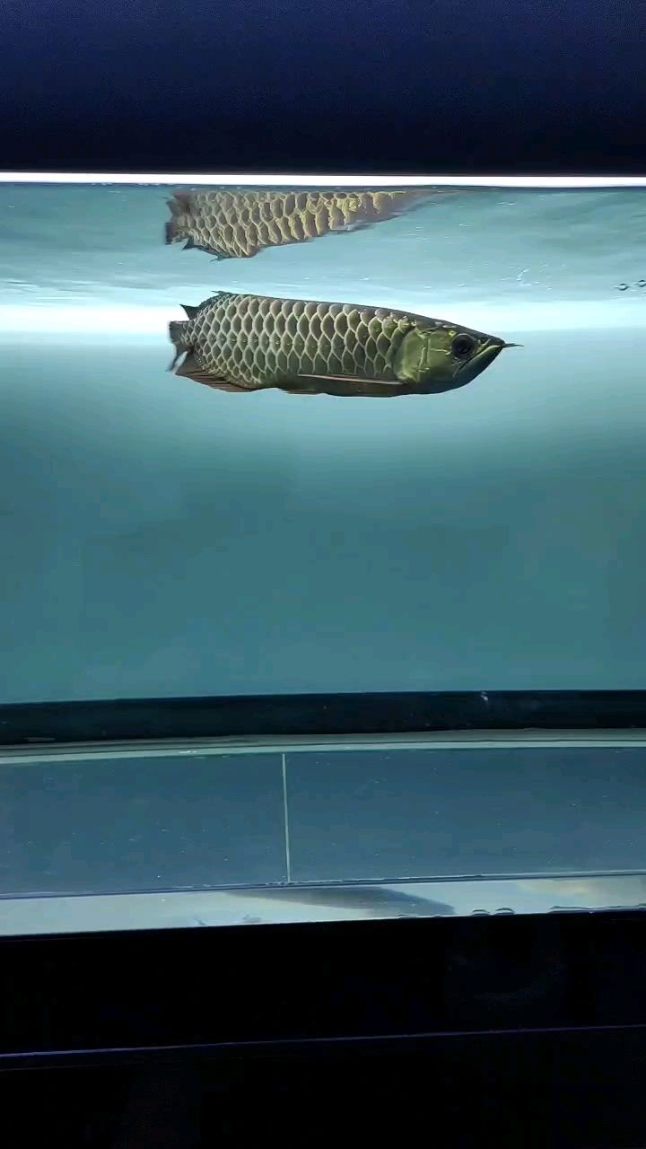 魚缸過濾器選購(gòu)指南:自制魚缸過濾器魚缸上置過濾器對(duì)于養(yǎng)魚愛好者的必備知識(shí) 戰(zhàn)損版金龍,鰭尾開始長(zhǎng)出來 龍魚論壇 戰(zhàn)損版金龍,鰭尾開始長(zhǎng)出來 戰(zhàn)損版金龍,鰭尾開始長(zhǎng)出來 龍魚論壇
