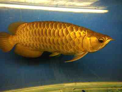 印尼大湖紅龍魚多少錢一條圖片大全：探秘印尼大湖紅龍魚，價格背后的故事與魅力