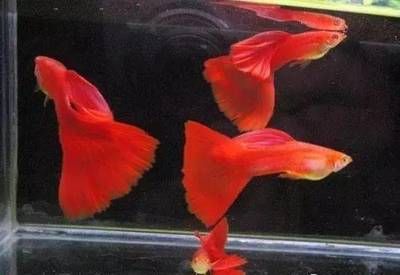 印尼大湖紅龍魚多少錢一條：探秘印尼大湖紅龍魚，價格背后的神秘與價值