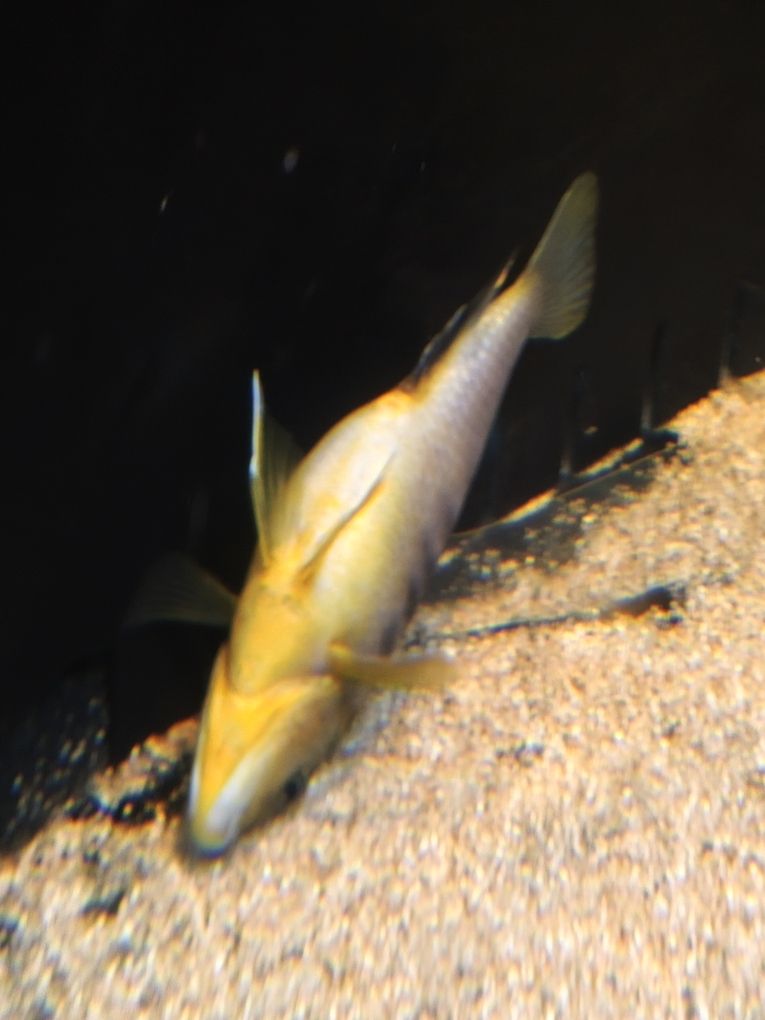 大神給看看這是怎么了 龍魚論壇 第1張 大神給看看這是怎么了 大神給看看這是怎么了 龍魚論壇 第1張
