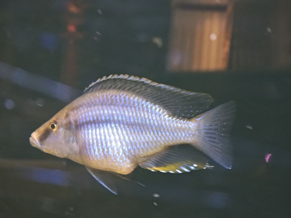 大神給看看這是怎么了 龍魚論壇 第2張 大神給看看這是怎么了 大神給看看這是怎么了 龍魚論壇 第2張