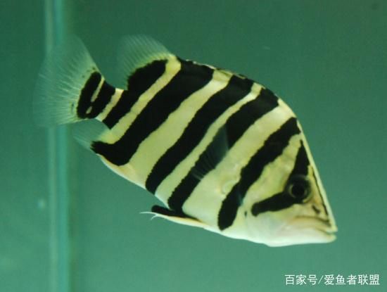 四紋虎魚混養伴侶選擇指南，四紋虎魚混養風水寓意，四紋虎魚混養風水寓意寓意 四紋虎魚混養伴侶選擇指南，四紋虎魚混養風水寓意，四紋虎魚混養風水寓意寓意 虎魚百科 第2張