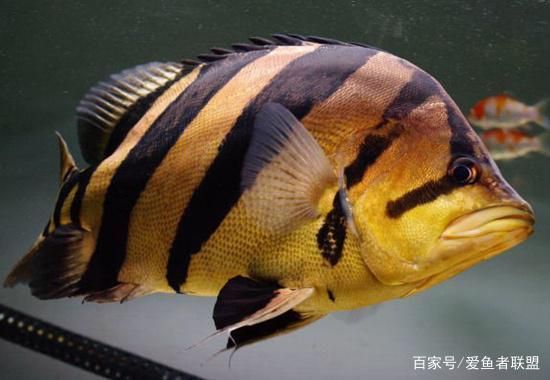 四紋虎魚混養伴侶選擇指南，四紋虎魚混養風水寓意，四紋虎魚混養風水寓意寓意 四紋虎魚混養伴侶選擇指南，四紋虎魚混養風水寓意，四紋虎魚混養風水寓意寓意 虎魚百科 第3張