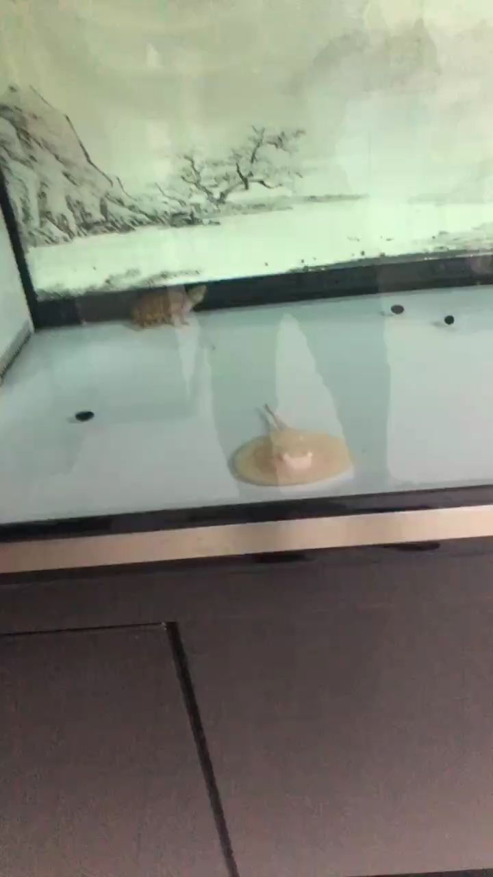 沒事看魚