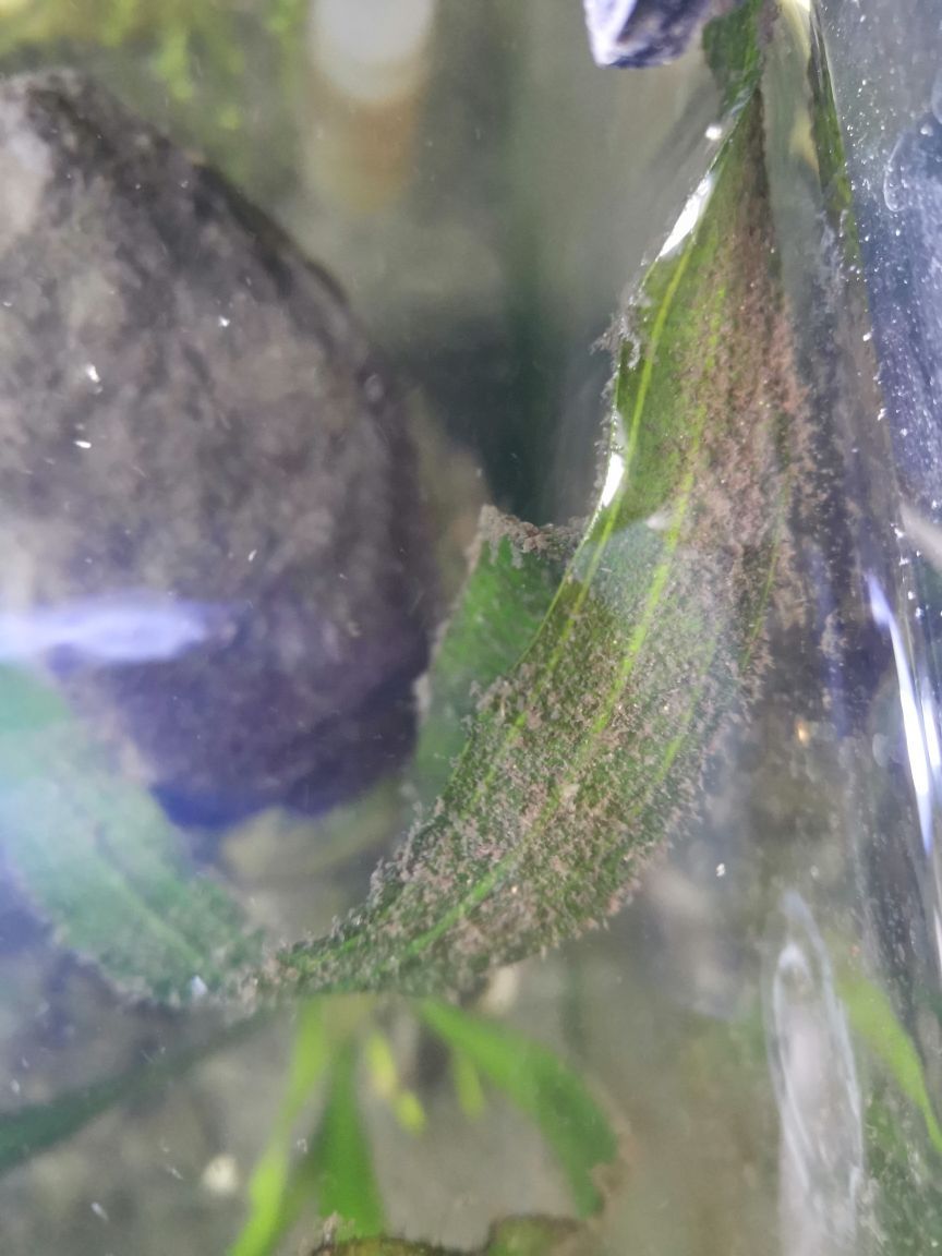 新鄉觀賞魚群有哪些品種圖片（新鄉觀賞魚群有哪些品種圖片大全）