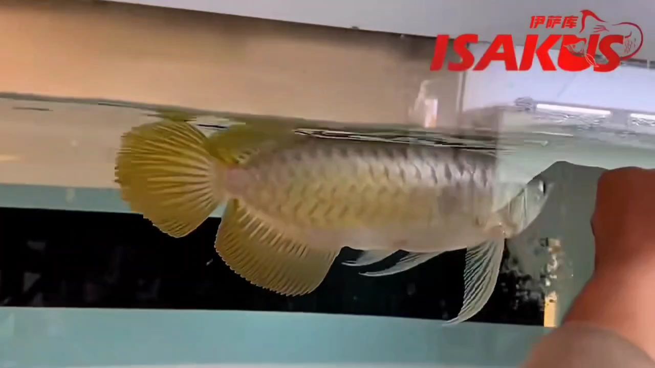 硬骨火焰尾
