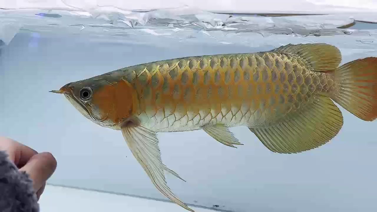 嗯 嗯 龍魚論壇