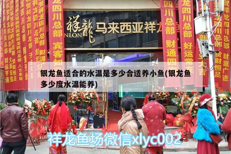 銀龍魚適合的水溫是多少合適養小魚(銀龍魚多少度水溫能養) 銀龍魚適合的水溫是多少合適養小魚(銀龍魚多少度水溫能養) 銀龍魚百科